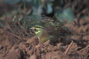 Gratapalles (Emberiza cirlus)