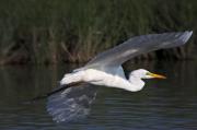 Agró blanc ( Egretta alba )