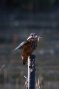 Blauet (Alcedo atthis)