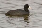 Fotja (Fulica atra)