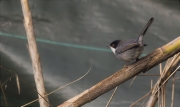 Mascle de Tallarol capnegre (Sylvia melanocephala)