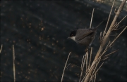 Mascle de Tallarol capnegre (Sylvia melanocephala)