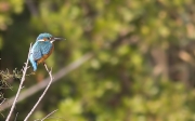 Blauet (Alcedo atthis)