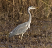 Bernat pescaire (Ardea cinerea)