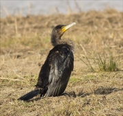 Corb marí gros (Phalacrocorax carbo)