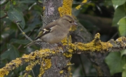 Femella de Pinsà comú (Fringilla coelebs)