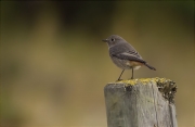 Cotxa fumada (Phoenicurus ochruros)