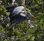 Bernat pescaire (Ardea cinerea)