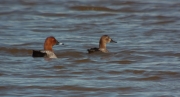 Morell de cap-roig (Aythya ferina)