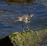 Xivitona (Tringa ochropus)