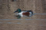 Ànec cullerot (Anas clypeata)