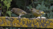 Femella i mascle de Verdum (Carduelis chloris)