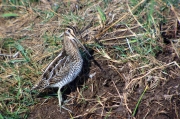 Becadell comú (Gallinago gallinago)