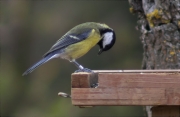 Mallerenga carbonera (Parus major)