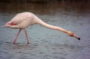 Flamenc (Phoenicopterus ruber)