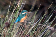 Blauet (Alcedo atthis)