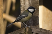 Mallerenga carbonera (Parus major)