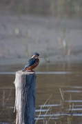 Blauet (Alcedo atthis)