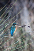 Blauet (Alcedo atthis)