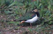 Fredeluga (Vanellus vanellus)