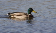 Mascle d'Ànec collverd (Anas platyrhynchos)