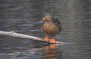 Ànec collverd (Anas platyrhynchos)