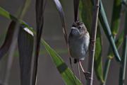 Trist (cisticola juncidis)