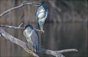 Martinet de nit (Nycticorax nycticorax)