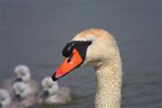 Cigne mut (Cygnus olor)