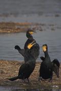 Corb marí gros (Phalacrocorax carbo)