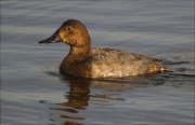 Femella de Morell de cap-roig (Aythya ferina)