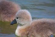 Cigne mut (Cygnus olor)