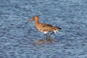 Tètol cuanegre.Limosa limosa