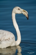 Flamenc jove (Phoenicopterus ruber)