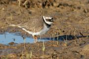 Corriol petit.Charadrius dubius