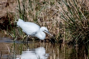 Martinet blanc (Egretta garzetta)