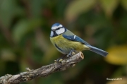Ocells de la Garrotxa:Mallerenga Blava