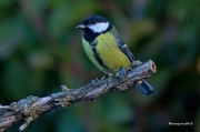 Ocells de la Garrotxa:Mallerenga Carbonera