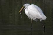 Agró blanc ( Egretta alba ) 2de2