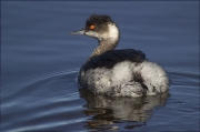 Cabussó coll-negre (Podiceps nigricollis)