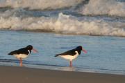 Garsa de mar. Haematopus ostralegus