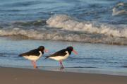 Garsa de mar. Haematopus ostralegus