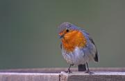 Pit - Roig (Erithacus rubecula)