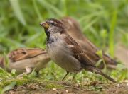 Mascle de Pardal comú (Passer domesticus)