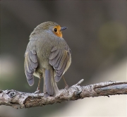 Pit roig (Erithacus rubecola)