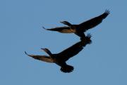 Corb marí gros (Phalacrocorax carbo)