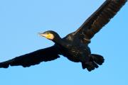 Corb marí gros (Phalacrocorax carbo)