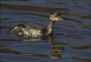 L'altre Cabussó coll-negre (Podiceps nigricollis)