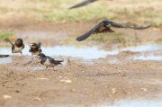 Golondrina común