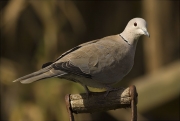 Tórtora turca (Streptopelia decaocto)